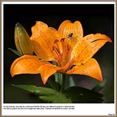 Le Mercantour Grandeur Nature