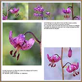 Le Mercantour Grandeur Nature