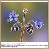 Le Mercantour Grandeur Nature