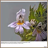 Le Mercantour Grandeur Nature