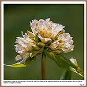 Le Mercantour Grandeur Nature