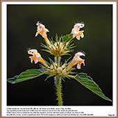 Le Mercantour Grandeur Nature