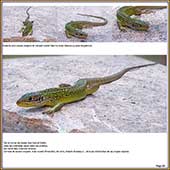 Le Mercantour Grandeur Nature