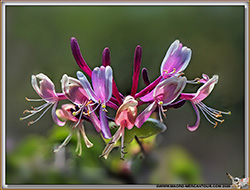 FLORE