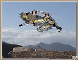 OISEAUX