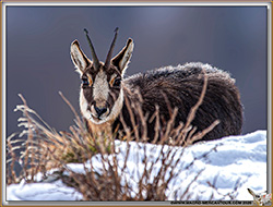 FAUNE