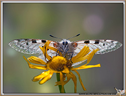 INSECTES